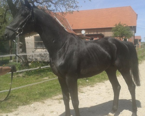 dressage horse Hyas (Trakehner, 2013, from Herakles TSF)