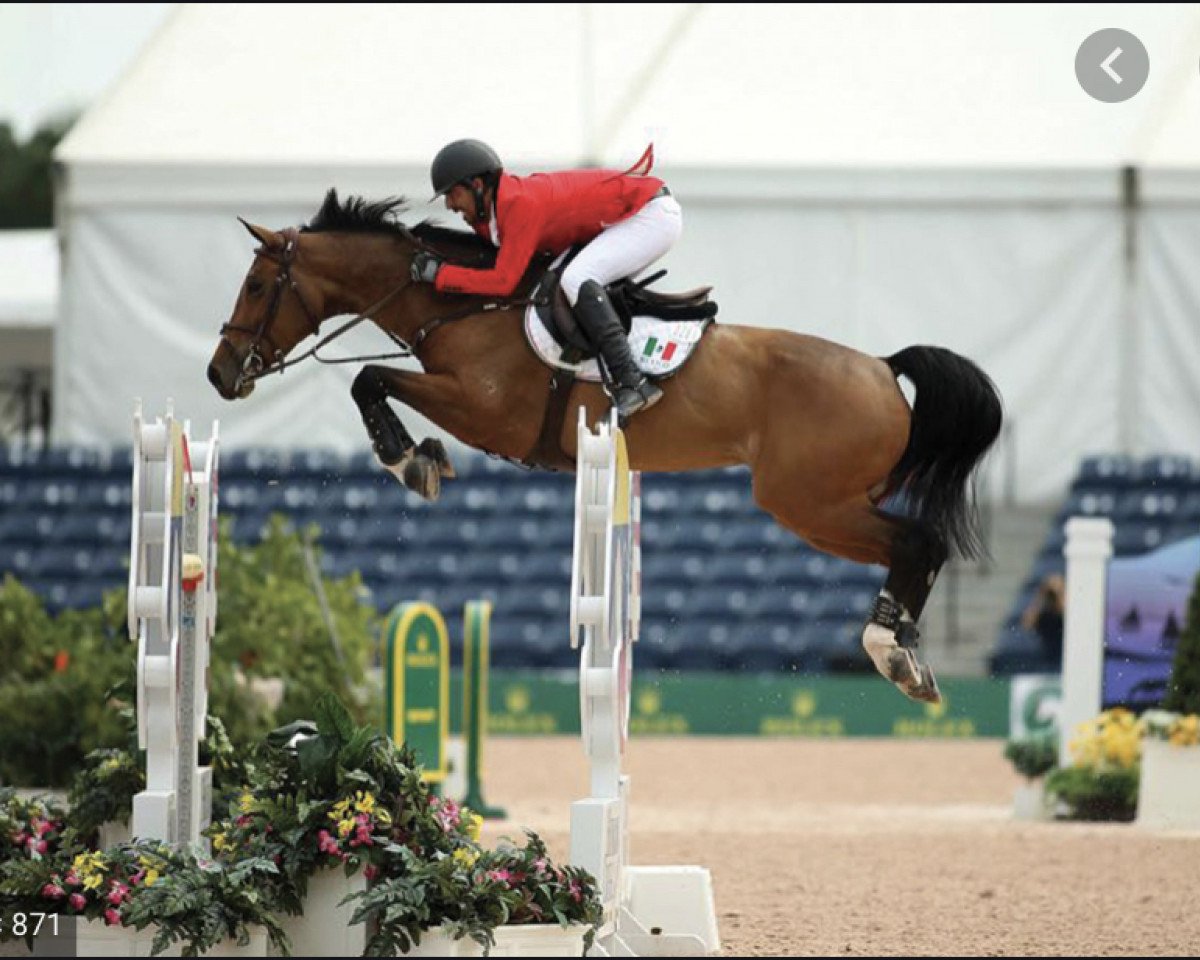 broodmare Temascaltepec (Mexican Riding Horse, 2007, from Balou du Rouet)