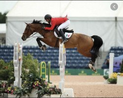 broodmare Temascaltepec (Mexican Riding Horse, 2007, from Balou du Rouet)