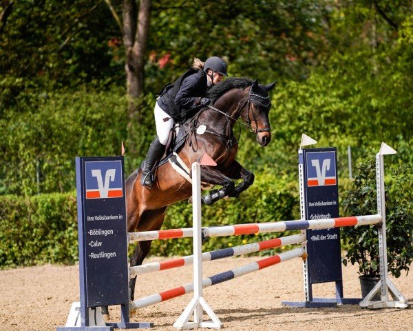 Springpferd Annabell (Trakehner, 2010, von Cadeau)