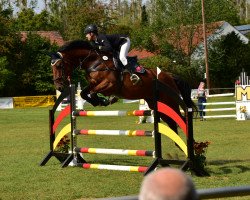 jumper Collja 3 (German Sport Horse, 2010, from Collini's Boy)