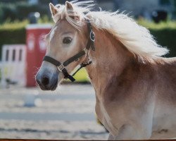 Pferd Stand-By (Haflinger, 2017, von Standard)