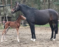 broodmare Carpina II (German Sport Horse, 2012, from Convoi)