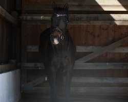 broodmare Mayenne (German Riding Pony, 2006, from Nightfire)