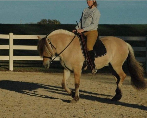 broodmare Skjenna Gard Fiorgyn (Fjord Horse, 2005, from Felix N.2507)