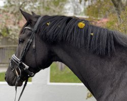 dressage horse Despacido (Westphalian, 2015, from Dankeschön)