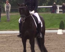 dressage horse Seymour (Hanoverian, 2011, from Sarkozy 3)