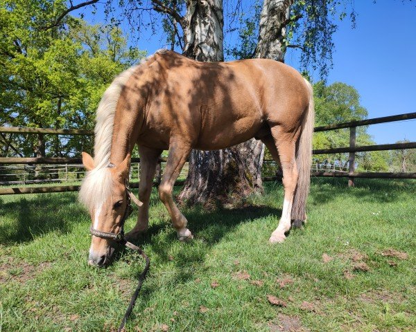 dressage horse No Limet von der Geest (German Riding Pony, 2011, from Nobel Dancing Boy)