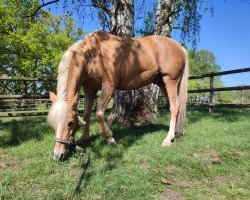 dressage horse No Limet von der Geest (German Riding Pony, 2011, from Nobel Dancing Boy)