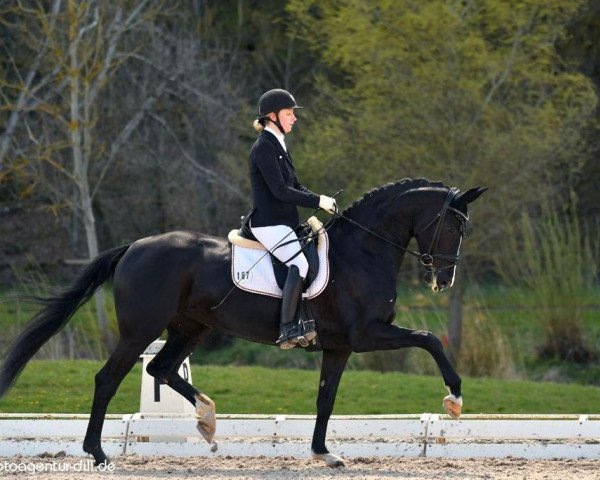 Dressurpferd Schwarze Prinzessin (Deutsches Sportpferd, 2016, von Negro)