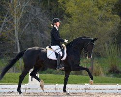 dressage horse Schwarze Prinzessin (German Sport Horse, 2016, from Negro)