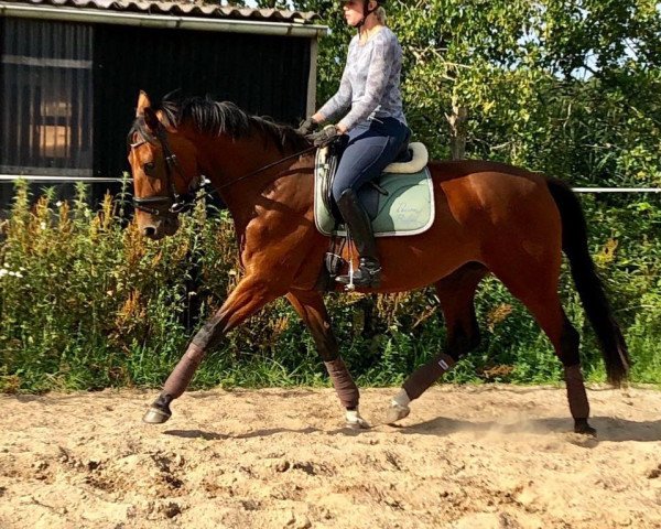 dressage horse Donnerlottchen (Oldenburg, 2016, from Le Vivaldi)