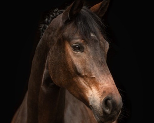 dressage horse Samu 13 (German Sport Horse, 2015, from Scuderia)