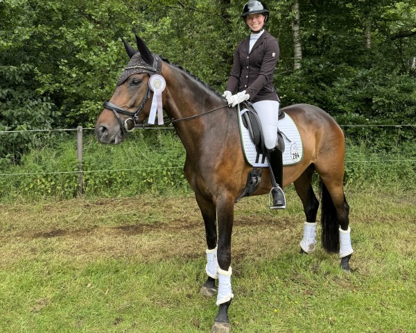 dressage horse Stute Vivaldos / Lauries Crusador xx (Hanoverian, 2020, from Vivaldos)