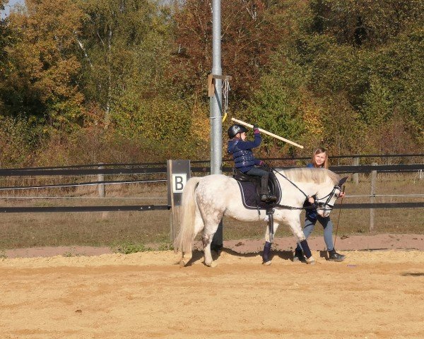 jumper Kenwel (KWPN (Royal Dutch Sporthorse), 2015)