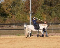 jumper Kenwel (KWPN (Royal Dutch Sporthorse), 2015)