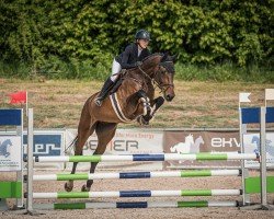 Springpferd Double Espoir 4 (Zangersheide Reitpferd, 2019, von Diamant de Semilly)