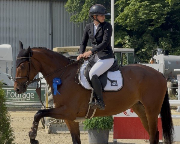 jumper Campari B 4 (Oldenburg show jumper, 2021, from Cornet de Semilly)
