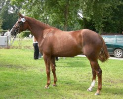 Zuchtstute Navalou D (Trakehner, 2005, von Tannenhof’s Solero TSF)