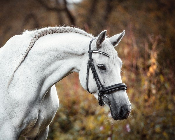 jumper Sunflower 45 (Orlov Trotter, 2014, from Fürst Grandios)