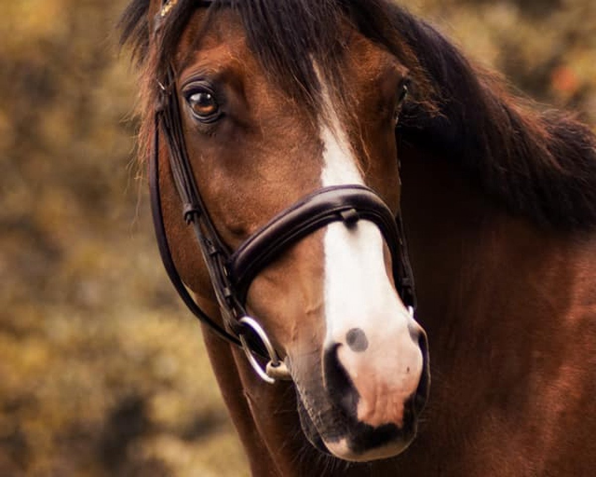stallion Wester Aikema's Adios (Nederlands Welsh Ridepony, 1995, from Speyksbosch Nelson)