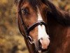 stallion Wester Aikema's Adios (Nederlands Welsh Ridepony, 1995, from Speyksbosch Nelson)