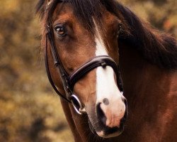 stallion Wester Aikema's Adios (Nederlands Welsh Ridepony, 1995, from Speyksbosch Nelson)