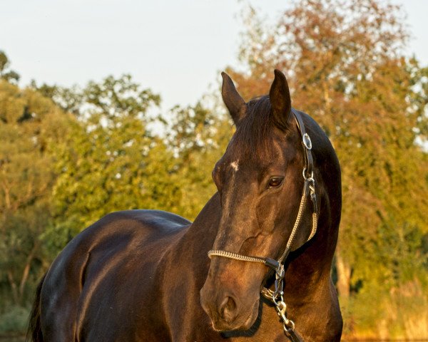 jumper Maremmano Nibbio Del Belagaio (Italian Warmblood, 2001)