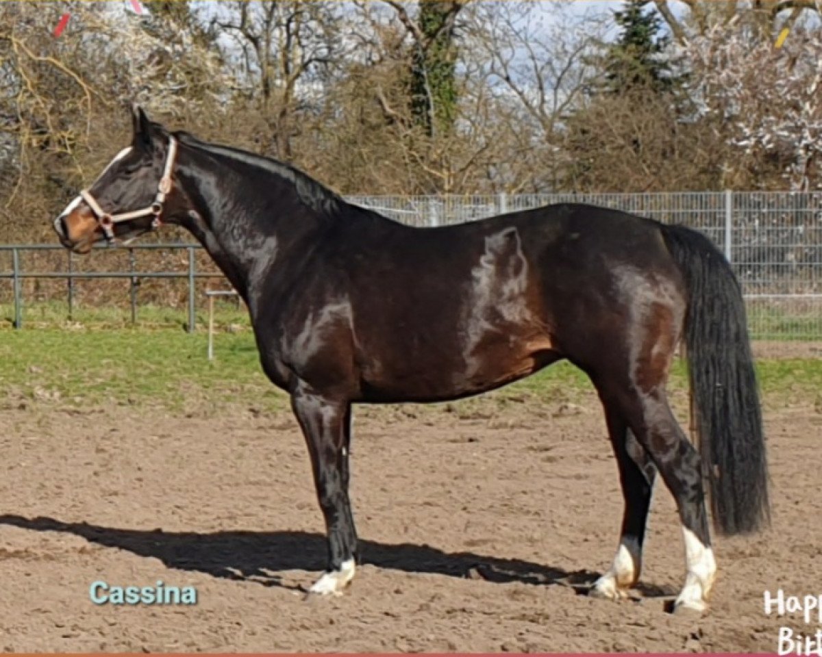 broodmare Cassina (Hanoverian, 2009, from Cassus 2)