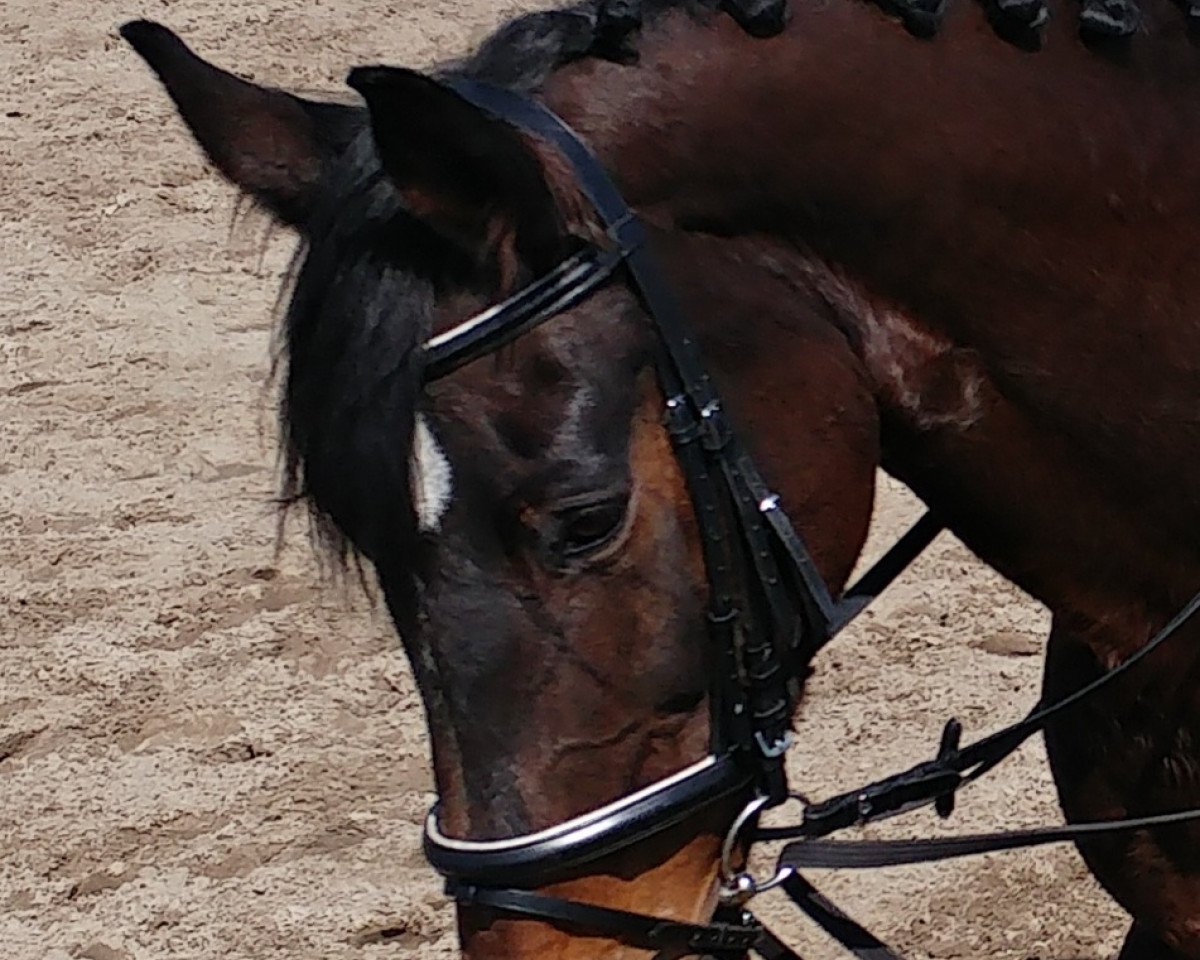 broodmare Rabella (Hanoverian, 1997, from Rabino)