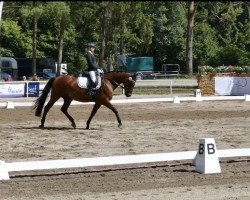 dressage horse Gironimo 103 (Zweibrücker, 2004, from Glorieux)