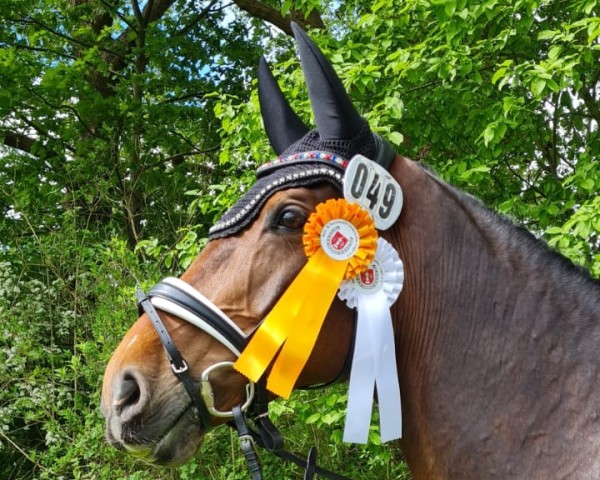 dressage horse Kjento 2 (Holsteiner, 2015, from Castelan II Pkz)