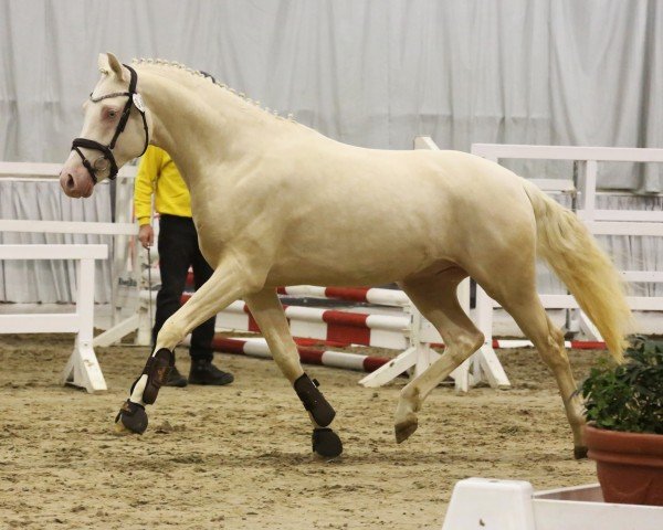 dressage horse Reuschbachhofs Dolph Lundgren (German Riding Pony, 2021, from Reitland's Diamonds Gold)