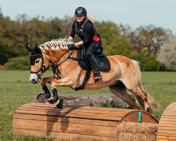 jumper Snoopy 647 (Pony without race description, 2007)