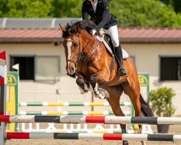 broodmare Cavalina 14 (Mecklenburg, 2020, from Cadilo)