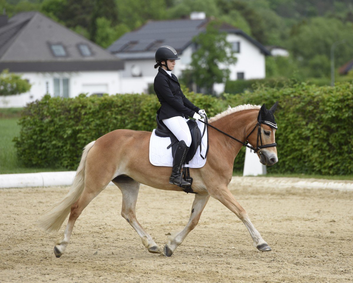 Dressurpferd La Fee 2 (Haflinger, 2017, von Arsenal)