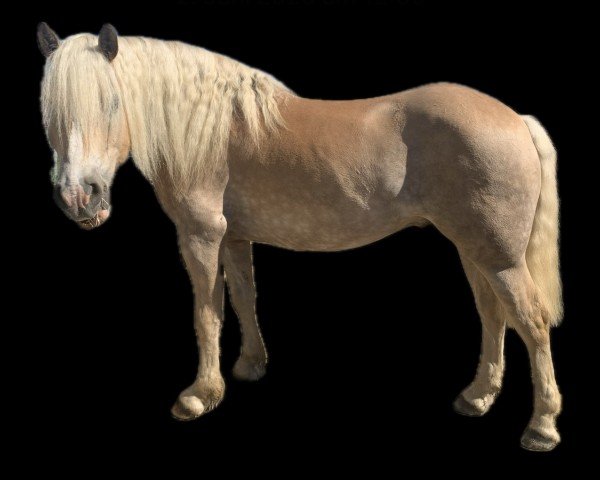Pferd Nakito vum Hesperschlass (Haflinger, 2014, von Newlook)