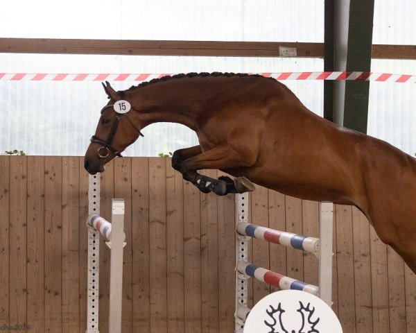 Springpferd Honeypenny (Trakehner, 2021, von TSF Kros)