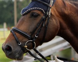 broodmare Claire 116 (Württemberger, 2006, from Cyrano de Bergerac)