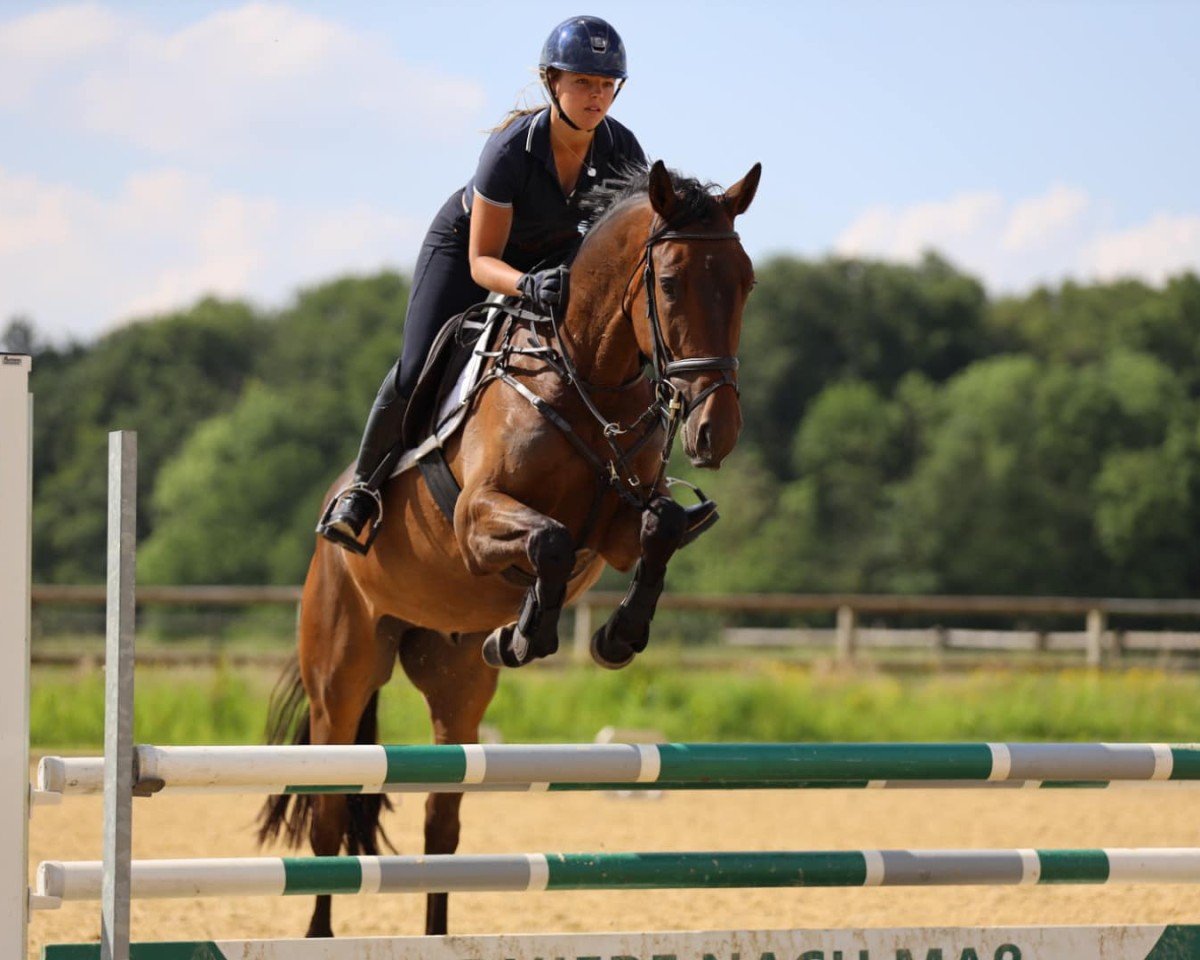 Springpferd Heart of Kros (Trakehner, 2020, von TSF Kros)