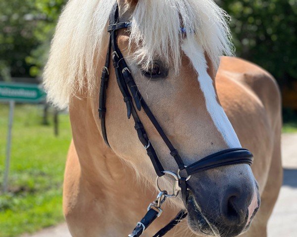 dressage horse Boomerang van Sporkingshove (Haflinger, 2019, from Bachelor)