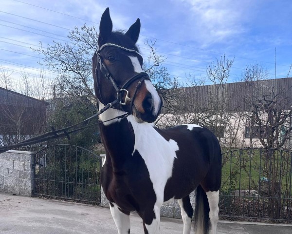 dressage horse Mayleen CH (Swiss Warmblood, 2020, from Chess M)