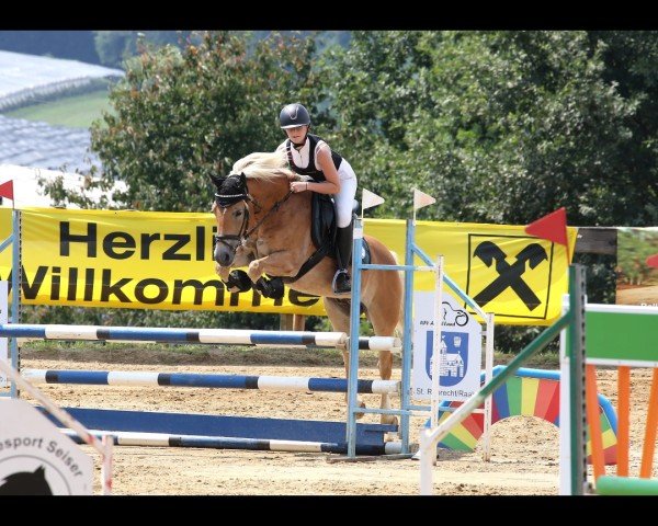 jumper Alpenprinz 2 (Haflinger, 2018, from Arjen-B)