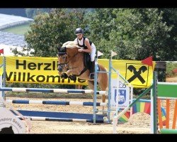 Springpferd Alpenprinz 2 (Haflinger, 2018, von Arjen-B)