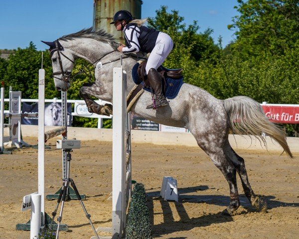 Springpferd Cooler Jupp (Westfale, 2016, von C-Trenton Z)