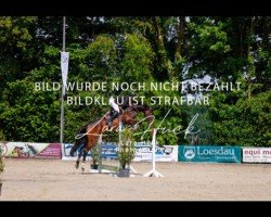 jumper Tabia Z (Zangersheide riding horse, 2020, from Tangelo van de Zuuthoeve)