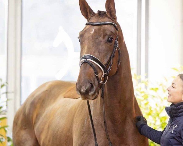 dressage horse Völler (Hanoverian, 2021, from Harmony's V-Plus)