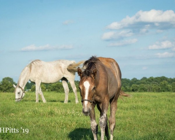 Pferd Devine Charger xx (Englisches Vollblut, 2019, von Will Take Charge xx)