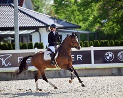 Springpferd Colour Dream K (Deutsches Sportpferd, 2020, von Cashmere)