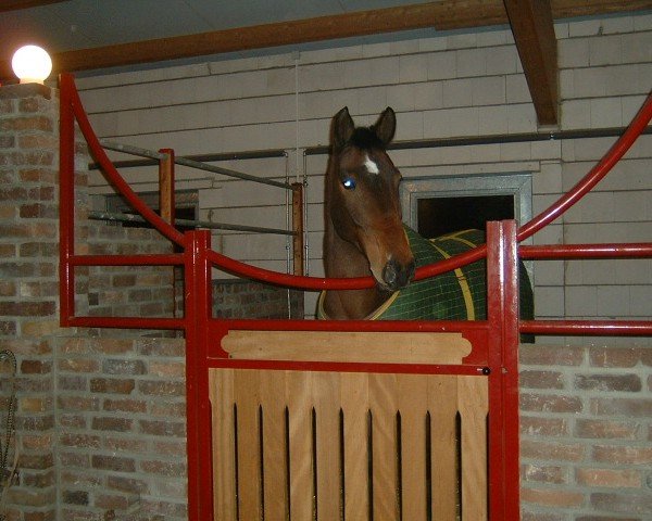 jumper Caprino 7 (Oldenburg, 1995, from Capriol)